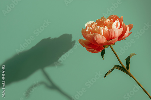 A vibrant orange flower casts a dramatic shadow on a serene green background