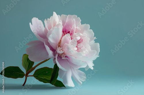 A beautiful pink peony flower with green leaves on a light blue background