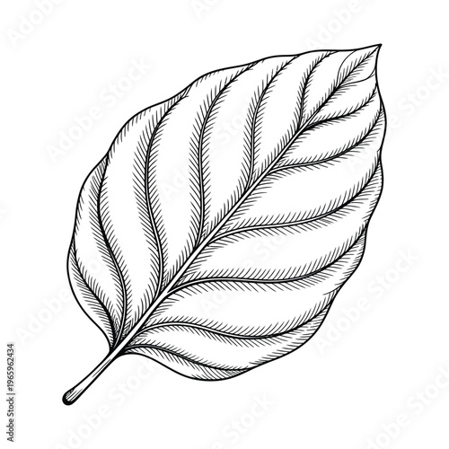 A detailed vintage style illustration of a single leaf with prominent veins silhouette