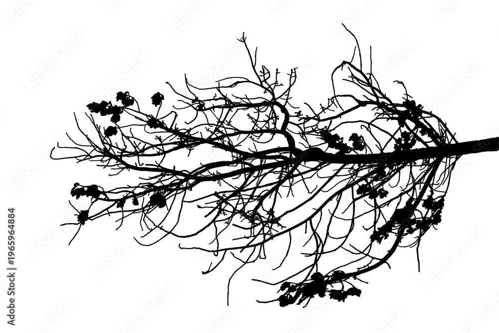 Fototapeta premium A black and white photograph of a large oak tree branch in a natural forest setting