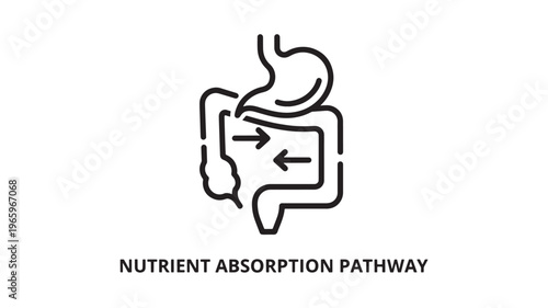 Minimalist black and white line drawing depicting the nutrient absorption process in the digestive tract. Ideal for educational materials, health blogs, medical presentations, and wellness marketing.