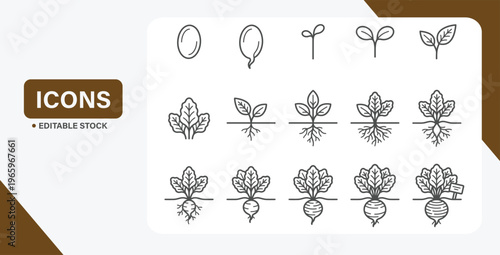 Seed to Harvest: Illustrated Stages of Beetroot Growth and Development