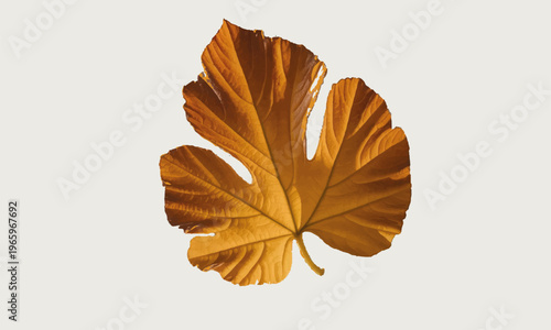 A detailed digital illustration of a pumpkin leaf in warm autumn shades of brown and orange. The leaf features intricate textures, visible veins, and a natural organic shape, isolated on a clean backg