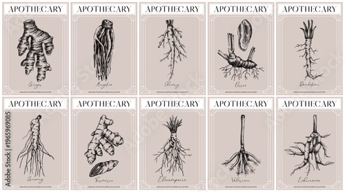 Vinatge apothecary root labels set. Medicinal plants hand drawn vector illustrations in engraving  style for packaging and branding. NOT AI generated