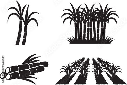 sugarcane, sugar cane, sugarcane plant, cane plant, agriculture, farming, crop, plantation, tropical plant, farm crop, sugar production, biofuel plant, ethanol source, natural resource, botanical illu