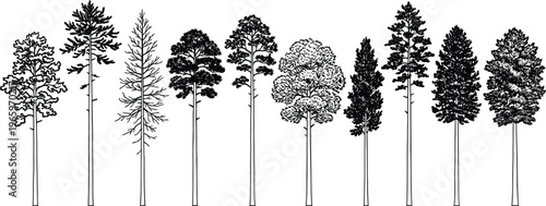 Detailed black and white line art illustrations showcasing a diverse collection of tall coniferous trees, perfect for architectural renderings, landscape design, and nature-themed graphic projects