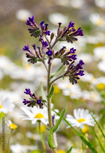 Close up of purple common b...