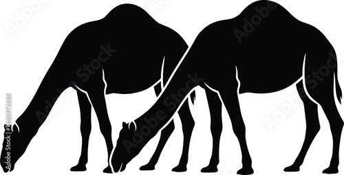 two camels are shown in black silhouette