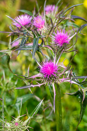Close up of vibrant purple ...