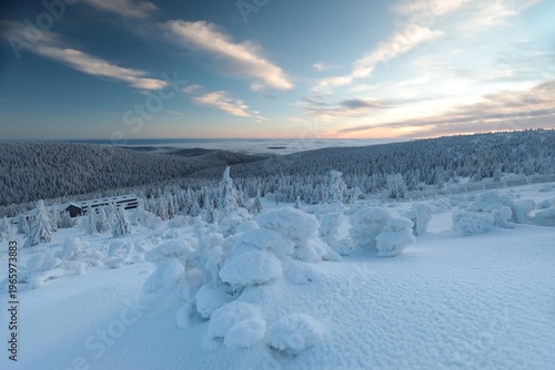Winter landscape at dawn, snow-covered spruces on a mountain slope, Sudetes, Czech Republic.