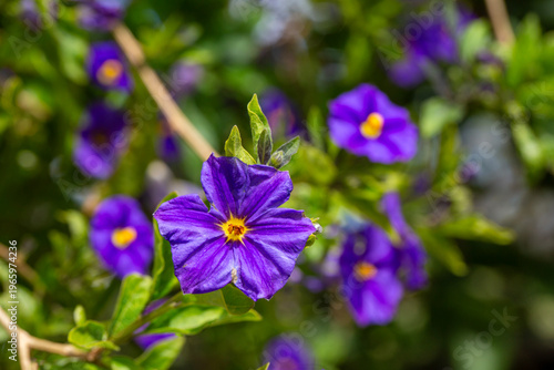 Macro photography of Blue P...