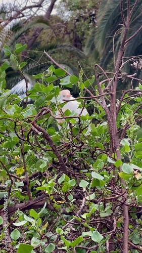 heron bird in natural habitat surrounded by greenery, vertical video