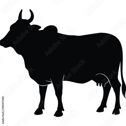 Black silhouette zebu cow Brahman cattle standing on white background, graphic minimalist animal illustration
