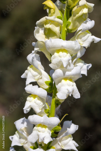 Close up of blooming white ...