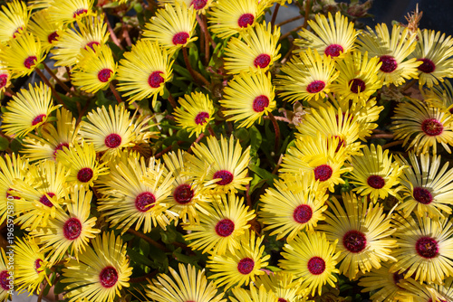 Top view of blooming yellow...