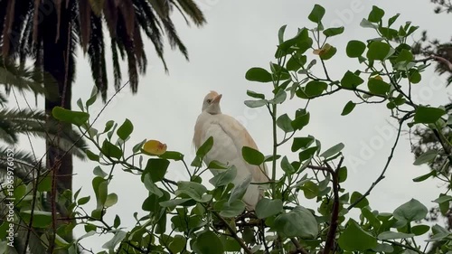 close up of white heron in tree foliage outdoors