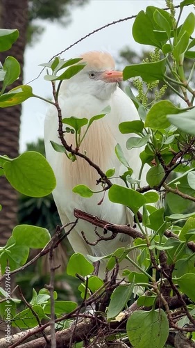 wild heron bird in tree foliage on natural background, vertical video