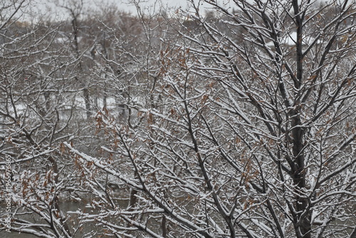 Tableau sur toile first winter snow piling on branches of barren trees (seasonal)
