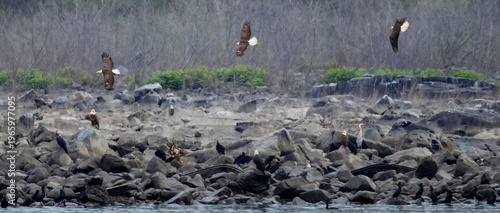Three eagles flying over the far short