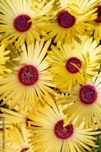 Top view of yellow Livingst...