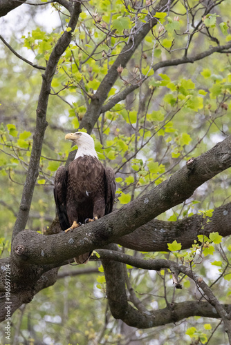 Eagle looking for its next meal