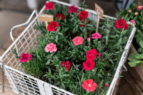 Wallpaper Mural Red carnation flowers in box display at garden shop. Blooming potted plants arranged in crate at outdoor market, spring floral sale, retail Torontodigital.ca