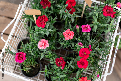 Wallpaper Mural Red carnation flowers in box display at garden shop. Blooming potted plants arranged in crate at outdoor market, spring floral sale, retail gardening concept. Torontodigital.ca