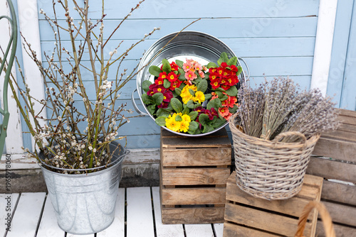 Wallpaper Mural Close-up of spring tree willow branches and Colorful primrose flowers in pots on street spring decor terrace. Flowers for sale at flower shop. Wooden porch of house with plants.  Torontodigital.ca