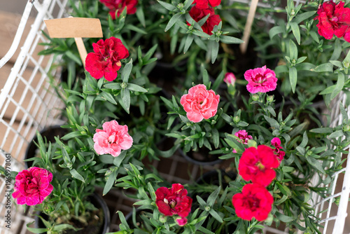 Wallpaper Mural Blooming potted plants arranged in crate at outdoor market, spring floral sale, retail. Red carnation flowers in box display at garden shop.  Torontodigital.ca