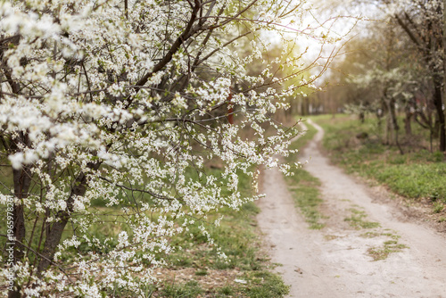 Wallpaper Mural Blooming cherry tree branches with white flowers in spring garden. Soft focus floral background with delicate petals and warm sunlight. Springtime nature scene, romantic seasonal flowers in garden. Torontodigital.ca