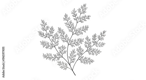 Elegant fern sprig isolated branch plant.