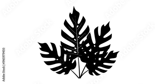 Monstera leaf silhouette against white background.