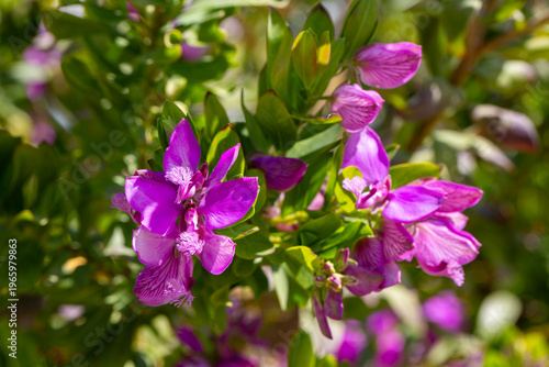 Macro shot of purple Myrtle...
