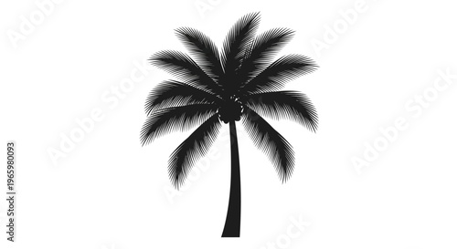 Silhouette of a Tall Palm Tree with Lush Fronds.