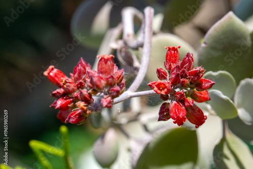 Macro shot of red bell-shap...