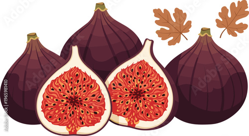 Ripe fig fruit collection with whole figs and sliced halves detailed seeds botanical food vector illustration