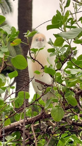 white heron sitting on branch among green leaves in nature, vertical video
