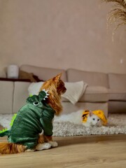 Funny cat in dinosaur costume looking at kitten in bee outfit at home