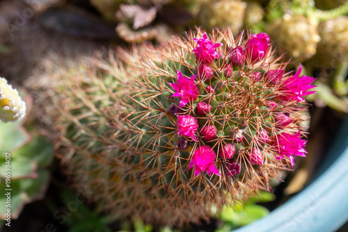 Macro photography of bloomi...
