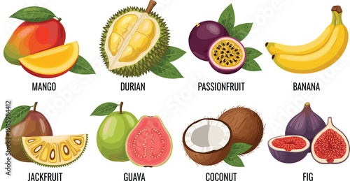 Tropical Fruit Vector Set Featuring Mango, Durian, Passionfruit, Banana, Jackfruit, Guava, Coconut, and Fig