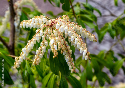 Japanische Lavendelheide, auch bekannt als Japanisches Schattenglöckchen (Pieris japonica), Berlin, Deutschland