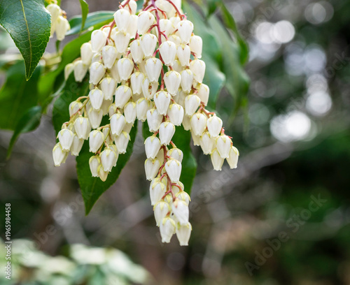 Japanische Lavendelheide, auch bekannt als Japanisches Schattenglöckchen (Pieris japonica), Berlin, Deutschland