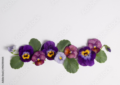 Colorful pansy flowers arranged as a horizontal border isolated on a white background. Decorative floral frame with copy space, perfect for greeting cards