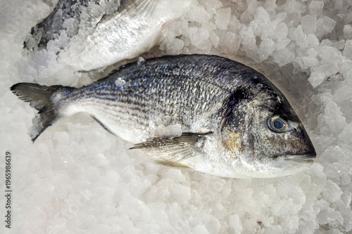 A whole fresh sea bream fish on a tray of ice at a fish market