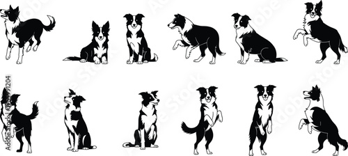 Border Collie dog silhouette set featuring multiple poses sitting standing jumping playful actions isolated black and white vector illustration collection high quality clipart