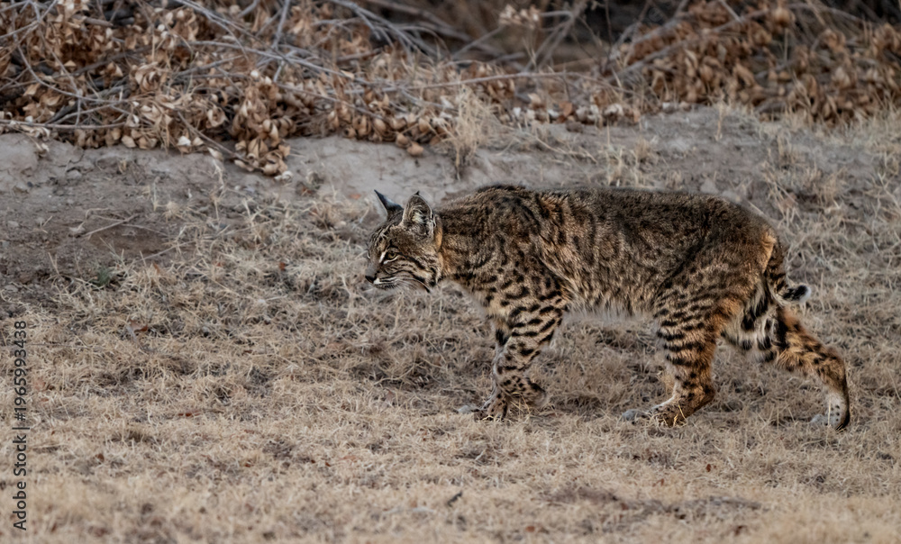 Obraz premium Bobcat Slinks Across The Edge Of Forest In Big Bend