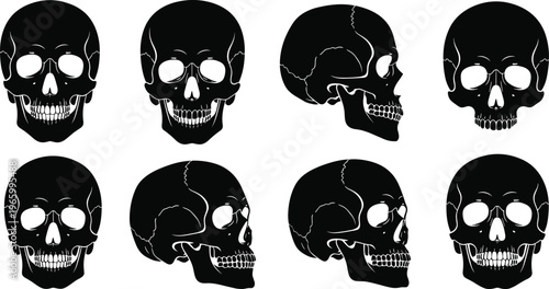 A collection of eight black skull illustrations are displayed showcasing various angles and perspectives of the human cranium high quality professional detailed modern
