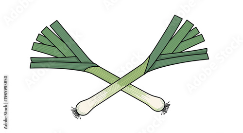 Two fresh green leeks are crossed over each other in a simple illustration against a clean white background.