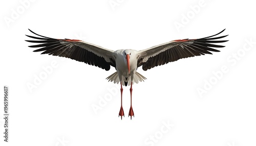 A large white stork with distinctive black wingtips and long red legs majestically flying directly forward against a crisp white background.