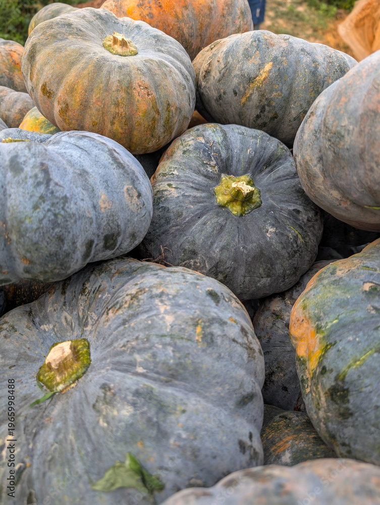 Naklejka premium Pumpkins are stacked together at a harvest festival in the countryside during autumn season with farmers preparing for market day